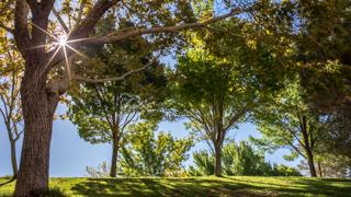 Image of three trees on campus